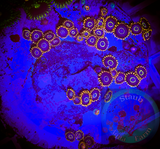 Rainbow Hornet Zoanthid polyp