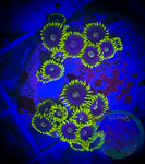 Blueberry Fields  Zoanthid polyps 3+
