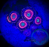 Everlasting Gobstopper Palythoa Coral Frag