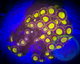 King Midas Zoanthid Polyp 5+ polyps