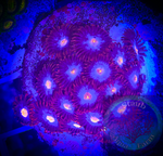 Mystique Zoanthid Polyp