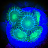Radioactive Dragoneye Zoanthid coral frag 5+ polyps