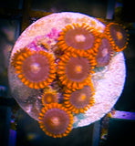 Bam Bam Zoanthid Coral frag 5+ Polyps