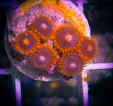 Bam Bam Zoanthid Coral frag 5+ Polyps