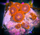 Bam Bam Zoanthid Coral frag 5+ Polyps
