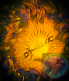 Sunset Blast Zoanthid Coral Polyp