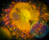 Sunset Blast Zoanthid Coral Polyp