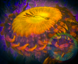 Sunset Blast Zoanthid Coral Polyp