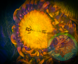 Sunset Blast Zoanthid Coral Polyp