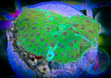 Spotted Green Discosoma Mushroom Coral
