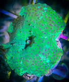 Spotted Green Discosoma Mushroom Coral
