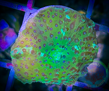 Spotted Green Discosoma Mushroom Coral
