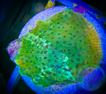 Spotted Green Discosoma Mushroom Coral
