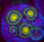 King Midas Zoanthid Polyp 5+ polyps