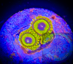L.A. Lakers Zoanthid Polyp
