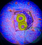 L.A. Lakers Zoanthid Polyp