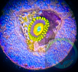 3 Polyp Scrambled Eggs Zoanthid