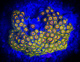5+Polyp Scrambled Eggs Zoanthid