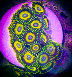 5+Polyp Scrambled Eggs Zoanthid