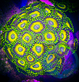 5+Polyp Scrambled Eggs Zoanthid