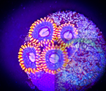 Snitch Zoanthid frag (2+ polyps)