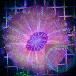 Acanthophyllia Coral “WYSIWYG” 4+in. In diameter Meat Coral