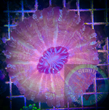 Acanthophyllia Coral “WYSIWYG” 4+in. In diameter Meat Coral