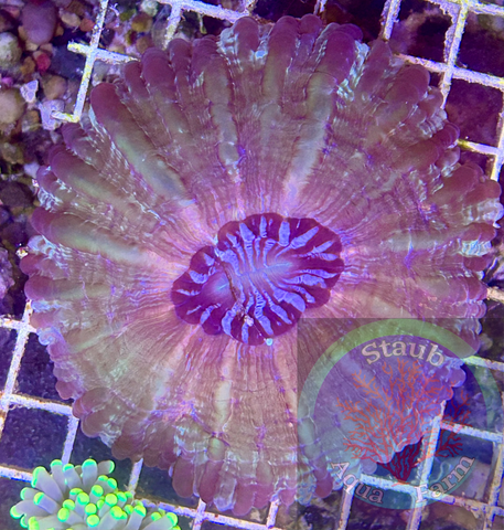 Acanthophyllia Coral “WYSIWYG” 4+in. In diameter Meat Coral