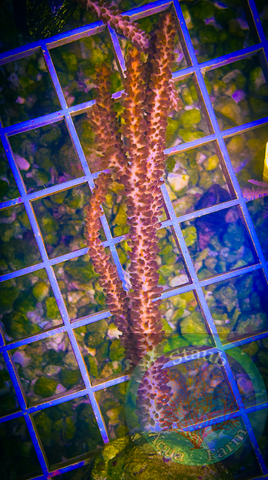 Burnt Orange photosynthetic Gorgonian Coral
