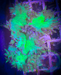 “WYSIWYG” Metallic Green Elegance Coral