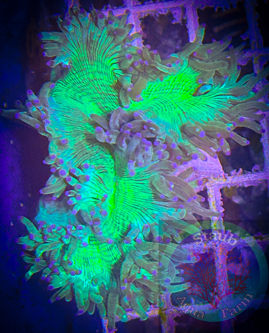 “WYSIWYG” Metallic Green Elegance Coral