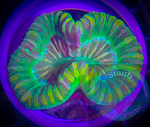 Neon Green Trachyphyllia Coral, Trachy