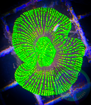 Neon Green Trachyphyllia Coral, Trachy