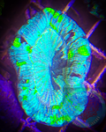 “WYSIWYG” Radioactive Trachyphyllia Coral, Trachy