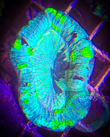 “WYSIWYG” Radioactive Trachyphyllia Coral, Trachy