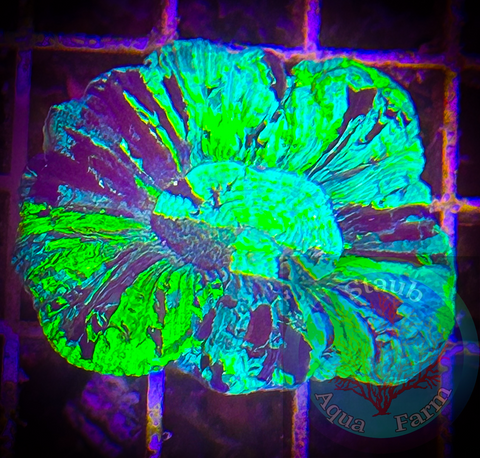 “WYSIWYG” Radioactive Trachyphyllia Coral, Trachy