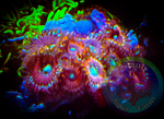 Single Magician Zoanthid polyp