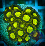 King Midas Zoanthid Polyp 5+ polyps