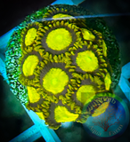 King Midas Zoanthid Polyp 5+ polyps