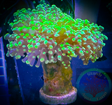 Neon Green Branching Frogspawn Coral
