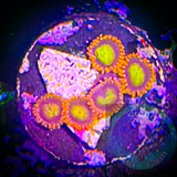 Mandarin Zoanthid Polyp