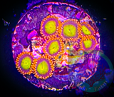 Mandarin Zoanthid Polyp