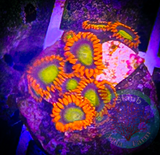 Mandarin Zoanthid Polyp