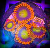 Mandarin Zoanthid Polyp