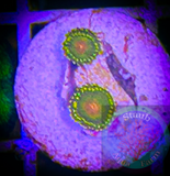 2+ Impastas zoanthid polyps