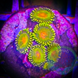 2+ Impastas zoanthid polyps