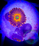 Ring of Fire Zoanthid Polyp