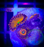 Ring of Fire Zoanthid Polyp