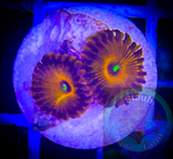 Ring of Fire Zoanthid Polyp