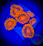 Bam Bam Zoanthid Coral frag 3+ Polyps